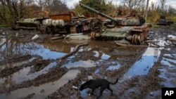 Russian tanks damaged in recent fighting are seen near the village of Kamianka, Kharkiv region, Ukraine, October 30, 2022. (AP Photo/Efrem Lukatsky)