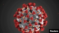FILE PHOTO: The ultrastructural morphology exhibited by the 2019 Novel Coronavirus (2019-nCoV) is seen in an illustration released by the CDC in Atlanta, Georgia, U.S. January 29, 2020. Alissa Eckert, MS; Dan Higgins, MAM/CDC/Handout via REUTERS. 