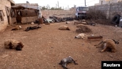 Animal carcasses lie on the ground, killed by what residents said was a chemical weapon attack days earlier, Khan al-Assal Syria, March 23, 2013.