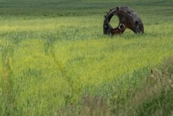The turret of a destroyed armored fighting vehicle is seen in a wheat field outside the town of Ichnia, in Ukraine's Chernihiv region, on June 7, 2022. (Vladyslav Musiienko/Reuters)