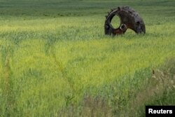 The turret of a destroyed armored fighting vehicle is seen in a wheat field outside the town of Ichnia, in Ukraine's Chernihiv region, on June 7, 2022. (Vladyslav Musiienko/Reuters)