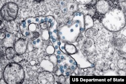 A microscopic image of SARS-CoV-2 or Severe Acute Respiratory Syndrome Coronavirus 2 from the first U.S. COVID-2019 case, CDC media library