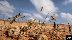 Young desert locusts that have not yet grown wings jump in the air as they are approached, as a visiting delegation from the Food and Agriculture Organization (FAO) observes them, in the desert near Garowe, in the semi-autonomous Puntland region of Somali (FILE)