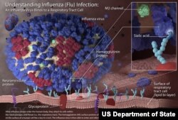 The Influenza. U.S. Center for Disease Control media library