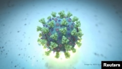 FILE PHOTO: A computer image created by Nexu Science Communication together with Trinity College in Dublin, shows a model structurally representative of a betacoronavirus. NEXU Science Communication/via REUTERS 