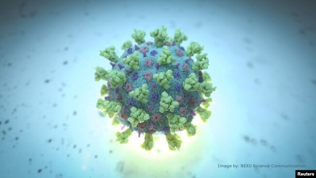 A computer image created by Nexu Science Communication together with Trinity College in Dublin, shows a model structurally representative of a betacoronavirus which is the type of virus linked to COVID-19.