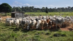 A herd of cattle at a farm in Ruropolis, Para state, on September 5, 2019.
