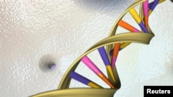 A DNA double helix is seen in an undated artist's illustration released by the National Human Genome Research Institute to Reuters on May 15, 2012. REUTERS/National Human Genome Research Institute/Handout