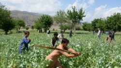 Afghan security force personnel destroy an illegal poppy crop in the Dara-i-Noor district in the eastern province of Nangarhar on April 10, 2018.