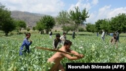 Afghan security force personnel destroy an illegal poppy crop in the Dara-i-Noor district in the eastern province of Nangarhar on April 10, 2018.