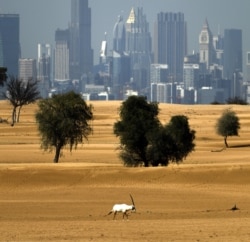 UAE -- An Arabian Oryx is pictured in the desert with a view of the city of Dubai
