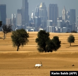 UAE -- An Arabian Oryx is pictured in the desert with a view of the city of Dubai