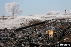 Ukraine -- A dog stands at the site where MH17, a Malaysia Airlines Boeing 777 plane, was shot down near the village of Hrabove in Donetsk region, December 15, 2014