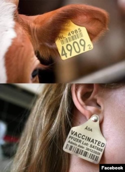 On social media, thousands of anti-vaxxers have shared a fake image of a woman wearing a phony vaccine ear tag.