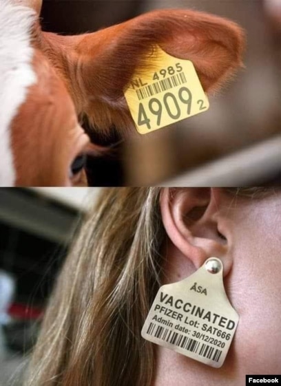 cow ear tag earrings