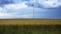 The Ukrainian flag flys on a pole in the middle of a land of wheat, in Kyiv, June 29, 2022. (Nariman El-Mofty/AP)