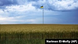 The Ukrainian flag flys on a pole in the middle of a land of wheat, in Kyiv, June 29, 2022. (Nariman El-Mofty/AP)
