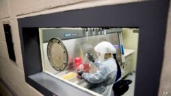 Laboratory scientist Andrea Luquette cultures coronavirus to prepare for testing at U.S. Army Medical Research and Development Command at Fort Detrick on March 19, 2020. (Andrew Harnik/Associated Press)