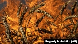  A wheat field burns after Russian shelling a few kilometers from the Ukrainian-Russian border in the Kharkiv region, Ukraine, July 29, 2022. (Evgeniy Maloletka/AP)