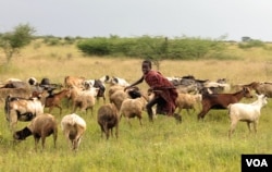A boy tends goats in Karamoja, Uganda, where traditional animal herding is giving way to agriculture, August 27, 2012. (VOA/H. Heuler)