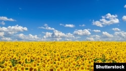 A frame grab from the video "Time to Move to Russia" shows a purported Russian field of sunflowers against an azure sky – the colors of the Ukrainian national flag. 