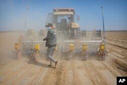 A worker walks behind a tractor during the planting of a cotton field, as seen during a government organized trip for foreign journalists, near Urumqi, Xinjiang on April 21, 2021. (Associated Press)