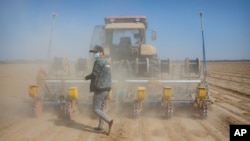 A worker walks behind a tractor during the planting of a cotton field, as seen during a government organized trip for foreign journalists, near Urumqi on April 21, 2021. Mark Schiefelbein/AP