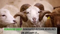 Fact check: A flock of sheep causing security threat to the U.S. military base in Romania